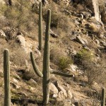 "Happy to see you," Catalina State Park, Tuscon, Arizona