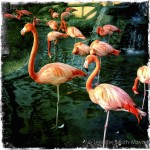 Flamingoes galore at Dillon's Family Barbeque Restaurant in Litchfield Park, Arizona
