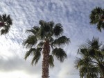 Palm trees over the hot tub