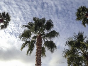 Palm trees over the hot tub