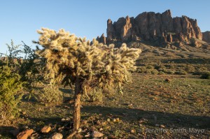 Cholla cactus in the Superstition Wilderness