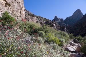 Flowers bloom in the Superstitions