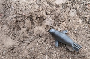 Guy inspects a paw print
