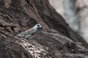 Gray-headed Junco